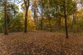 Colorful sunlit fall forest with fallen leaves covering the ground