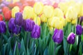 Colorful sunny field of tulips. Springtime seasonal floral background