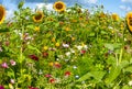 Colorful sunny flower field with wild flowers