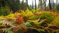 Colorful sunny forest fern