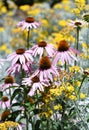 Colorful sunny summer wildflower garden Royalty Free Stock Photo