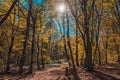 Colorful sunny yellow autumn forest