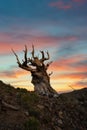 Colorful sunrise at Ancient Bristlecone Pine Forest Royalty Free Stock Photo