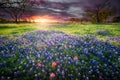 Colorful Sunrise and Bluebonnets in the Texas Hill Country Royalty Free Stock Photo