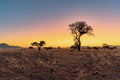 Colorful sunrise with trees in desert landscape, NamibRand Nature Reserve, Namib, Namibia, South Africa Royalty Free Stock Photo