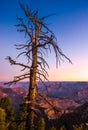 Colorful sunrise at Grand canyon with dry tree foreground Royalty Free Stock Photo