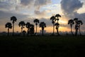 Colorful sunrise landscape with silhouettes of palm trees. Royalty Free Stock Photo