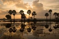 Colorful sunrise landscape with silhouettes of palm trees. Royalty Free Stock Photo