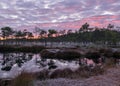 Colorful sunrise over bog, dark bog tree silhouettes, gorgeous sky reflections in dark bog lake, cold autumn morning, first frost Royalty Free Stock Photo