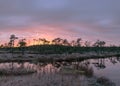 Colorful sunrise over bog, dark bog tree silhouettes, gorgeous sky reflections in dark bog lake, cold autumn morning, first frost Royalty Free Stock Photo