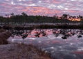 Colorful sunrise over bog, dark bog tree silhouettes, gorgeous sky reflections in dark bog lake, cold autumn morning, first frost Royalty Free Stock Photo