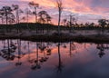 Colorful sunrise over bog, dark bog tree silhouettes, gorgeous sky reflections in dark bog lake, cold autumn morning, first frost Royalty Free Stock Photo