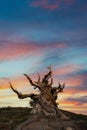 Colorful sunrise over Methusalah ancient bristlecone pine forest Royalty Free Stock Photo