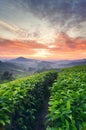 Colorful sunrise scenery of Sungai Palas Tea Plantation, Cameron Highland, Malaysia with magical and beautiful yellow and red