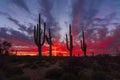 Colorful sunset in the Arizona desert Royalty Free Stock Photo