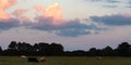 Colorful sunset clouds over pasture panorama