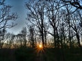 Colorful sunset in Fall Forest With Bare Trees and Sunstar Low in the Sky