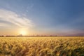 Colorful sunset fields Ukraine