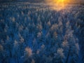 Colorful Sunset light over snow covered pine tree forest after snowfall, white winter landscape In Northern Sweden, Vasterbotten, Royalty Free Stock Photo