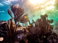 Colorful sunset on the shallow coral reef in the Carribbean Sea, Roatan, Honduras