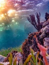 Colorful sunset on the shallow coral reef in the Carribbean Sea, Roatan, Honduras