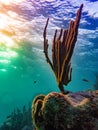 Colorful sunset on the shallow coral reef in the Carribbean Sea, Roatan, Honduras