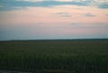 Colorful sunset over corn field, summer landscape Royalty Free Stock Photo