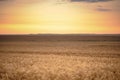 Colorful sunset over wheat field Royalty Free Stock Photo