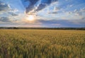 Colorful sunset over wheat field Royalty Free Stock Photo