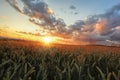 Colorful sunset over wheat field Royalty Free Stock Photo