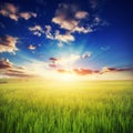 Colorful sunset over wheat field. Beauty world. Europe Royalty Free Stock Photo