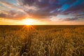 Colorful sunset over wheat field Royalty Free Stock Photo