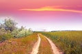 Colorful sunset over wheat field. Royalty Free Stock Photo