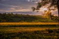 Colorful sunset over wheat field with lens flare Royalty Free Stock Photo