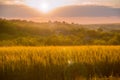 Colorful sunset over wheat field with lens flare Royalty Free Stock Photo