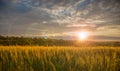 Colorful sunset over wheat field with lens flare Royalty Free Stock Photo