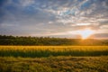 Colorful sunset over wheat field with lens flare Royalty Free Stock Photo