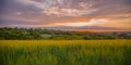 Colorful sunset over wheat field with lens flare Royalty Free Stock Photo