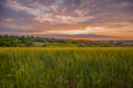 Colorful sunset over wheat field with lens flare Royalty Free Stock Photo