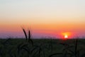 Colorful sunset over wheat field Royalty Free Stock Photo