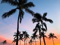Colorful sunset with palm tree on Maui Island Hawaii Royalty Free Stock Photo