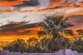 Colorful Sunset Palm Tree Sonora Desert Tucson Arizona Royalty Free Stock Photo