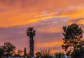 Colorful Sunset Palm Tree Sonora Desert Tucson Arizona Royalty Free Stock Photo