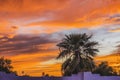 Colorful Sunset Palm Tree Sonora Desert Tucson Arizona Royalty Free Stock Photo