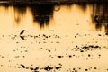 Golden Reflection on Water at Sunset: A Serene Nature Background with Bird Silhouettes and Beautiful Reflections Royalty Free Stock Photo