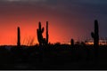 Colorful sunset in Sonoran Desert. Orange and dark blue clouds. Silhouette of saguaro and ocotillo cactus. Royalty Free Stock Photo