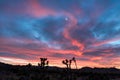 Magenta Sunset Streaking Across the Sky with Moon Royalty Free Stock Photo