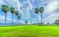 Colorful sunset sugar palms on the rice field.