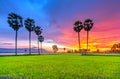 Colorful sunset sugar palms on the rice field.