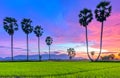 Colorful sunset sugar palms on the rice field.